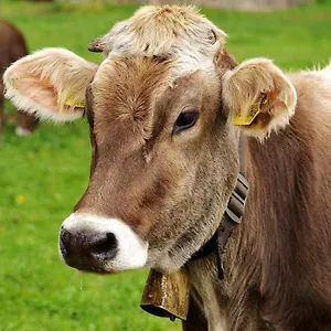 Grünes Allgäu Opfenbach